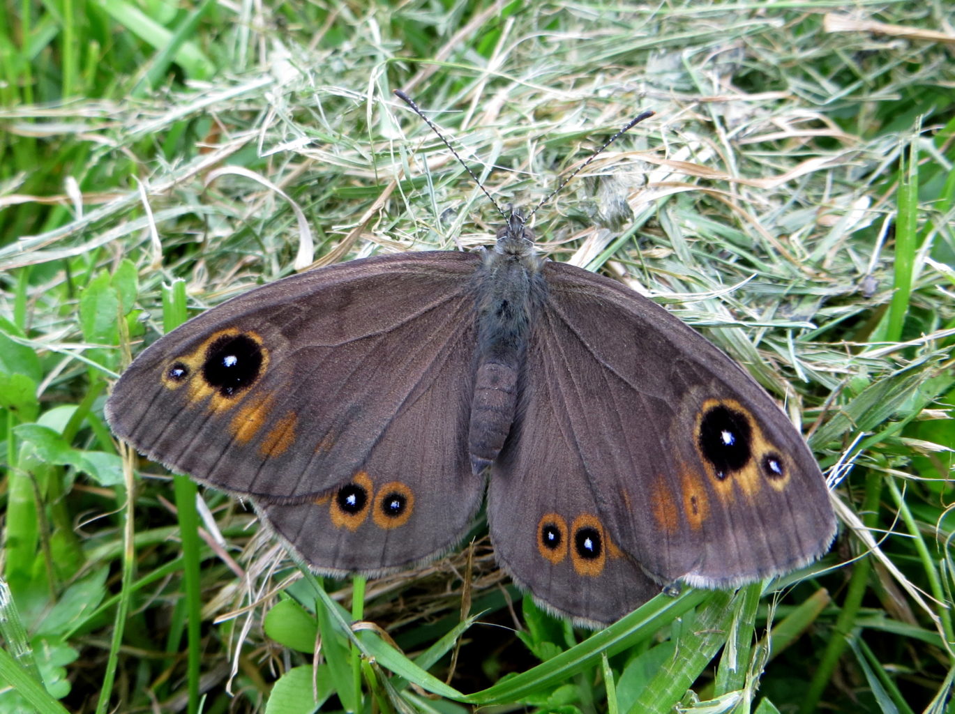 Valokuvaaja: Sirkka Ruotoistenmäki