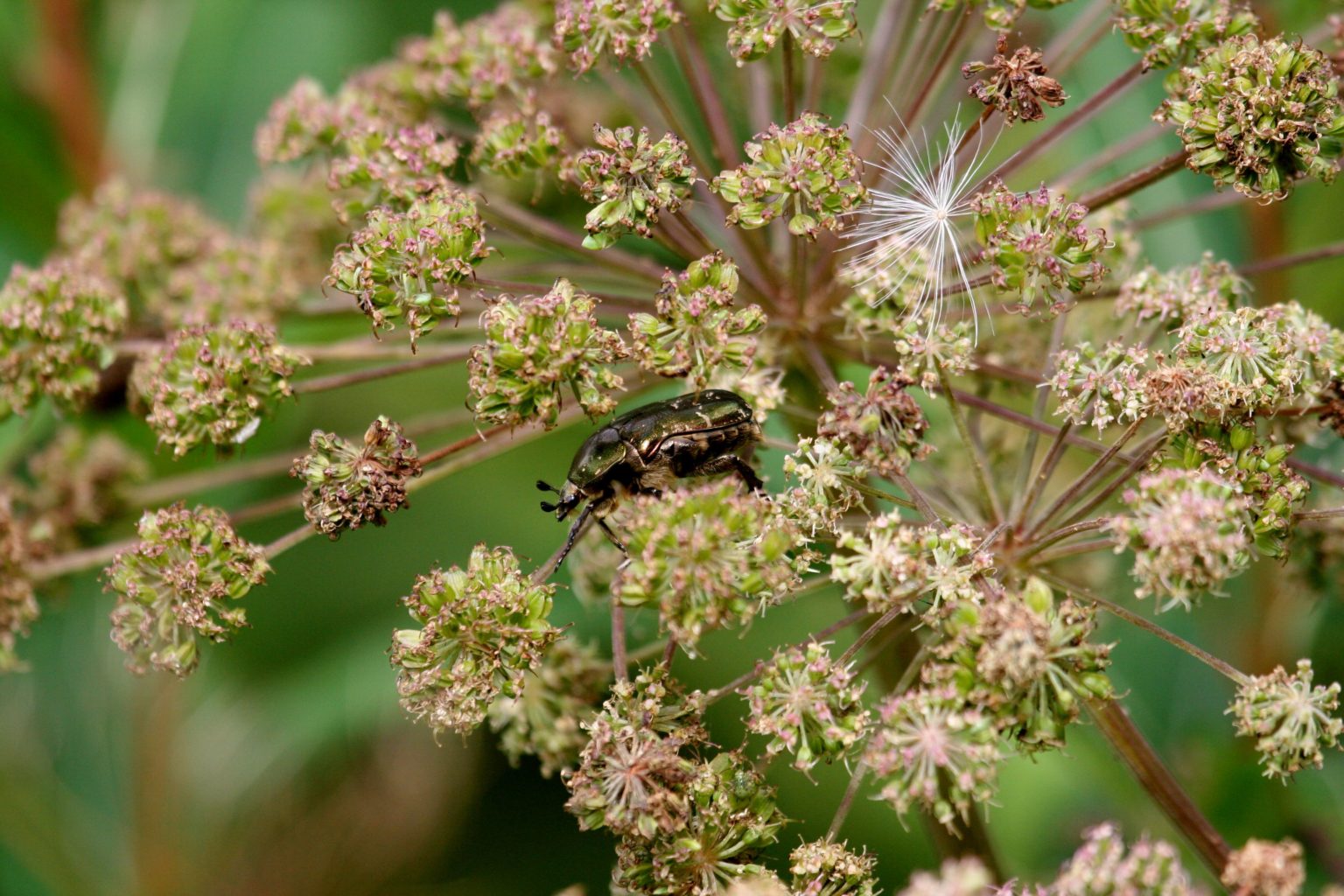 Valokuvaaja: Pirkko Siukonen