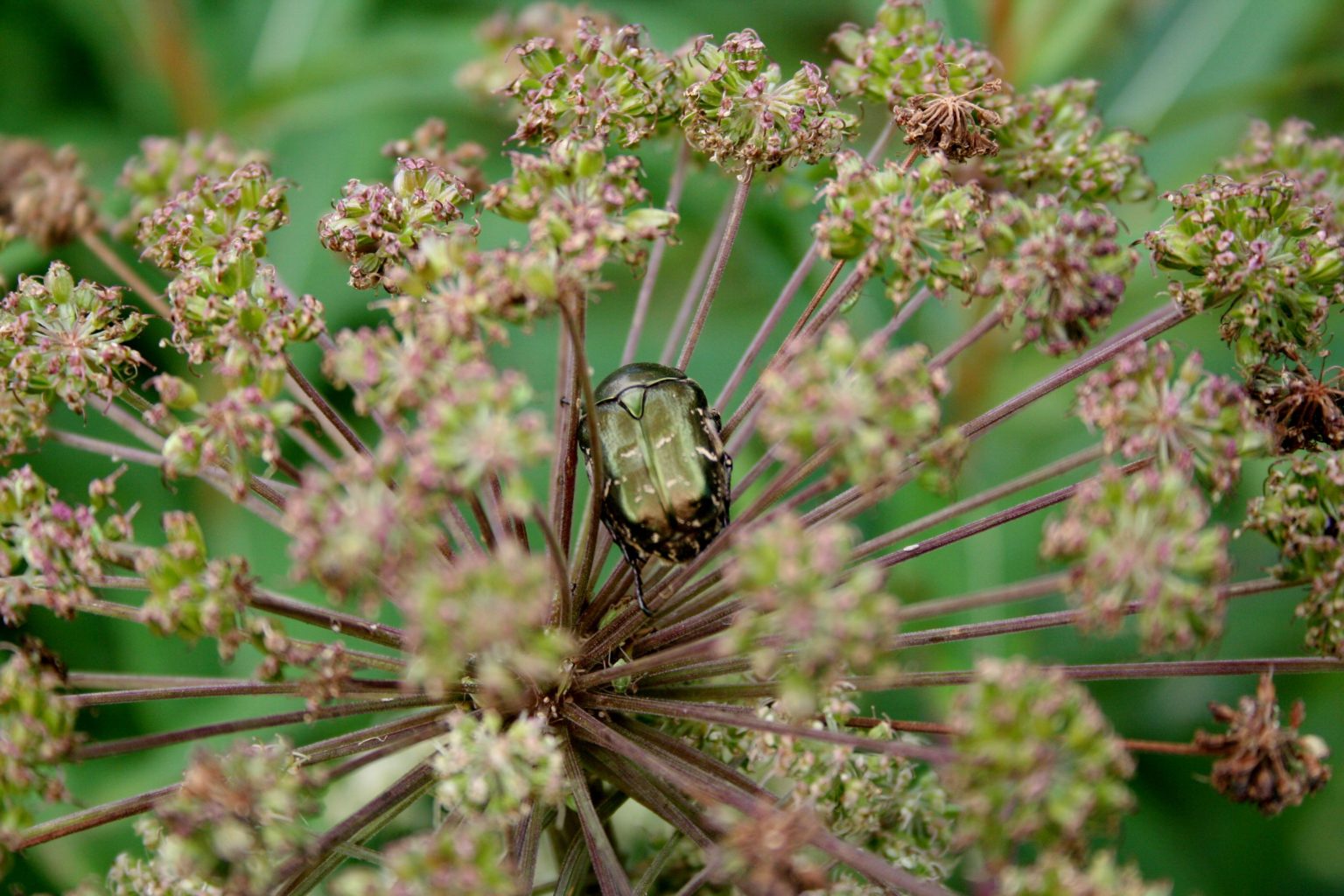 Valokuvaaja: Pirkko Siukonen