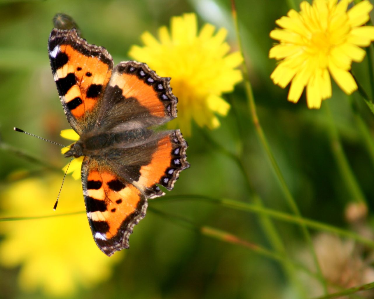 Valokuvaaja: Pirkko Siukonen