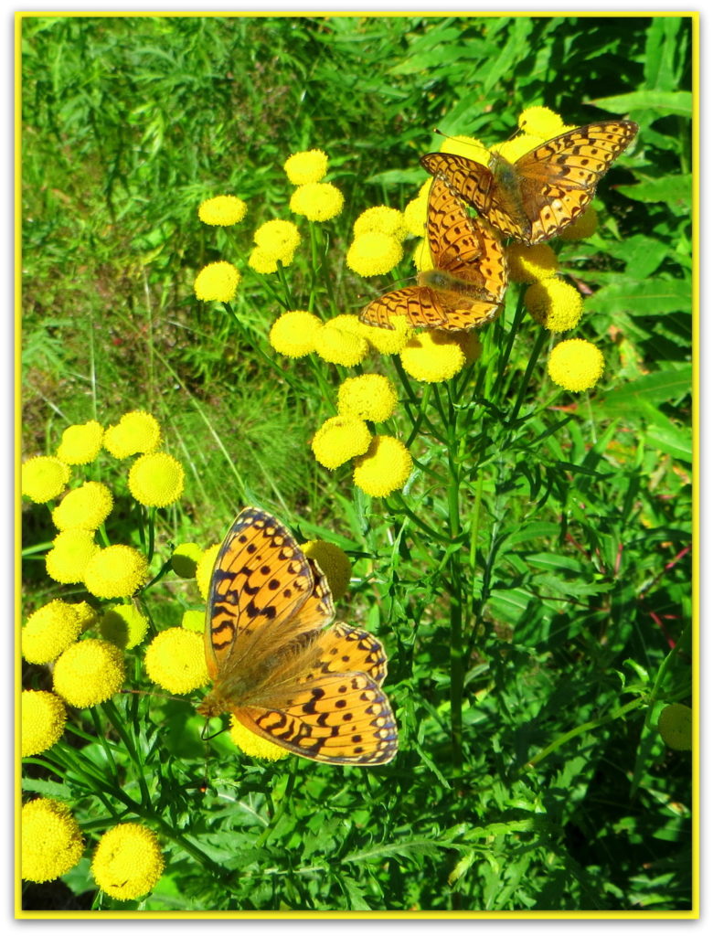 Valokuvaaja: Sirkka Ruotoistenmäki