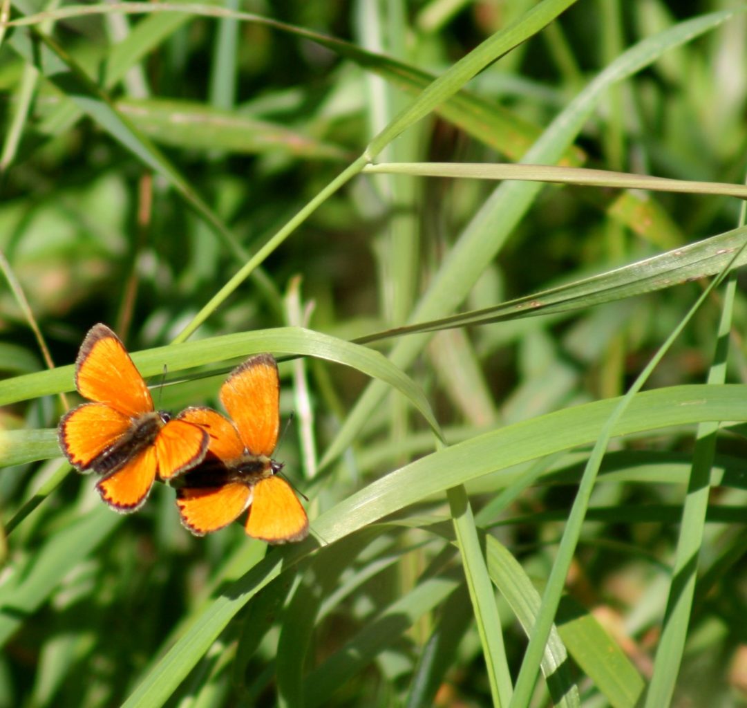 Valokuvaaja: Pirkko Siukonen Valokuvaaja: Pirkko Siukonen
