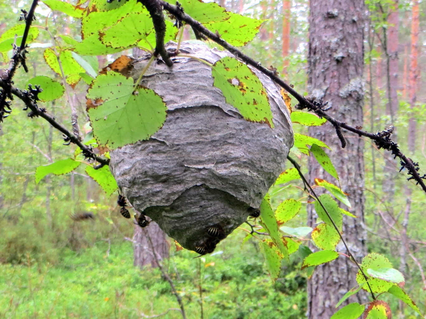 Valokuvaaja: Sirkka Ruotoistenmäki