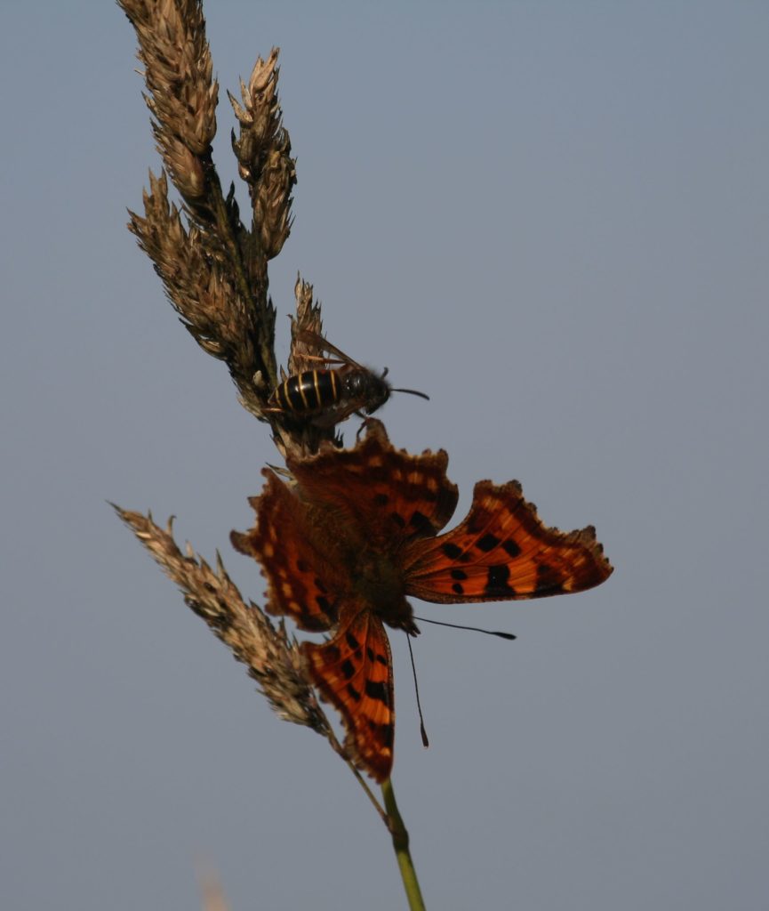 Valokuvaaja: Pirkko Siukonen