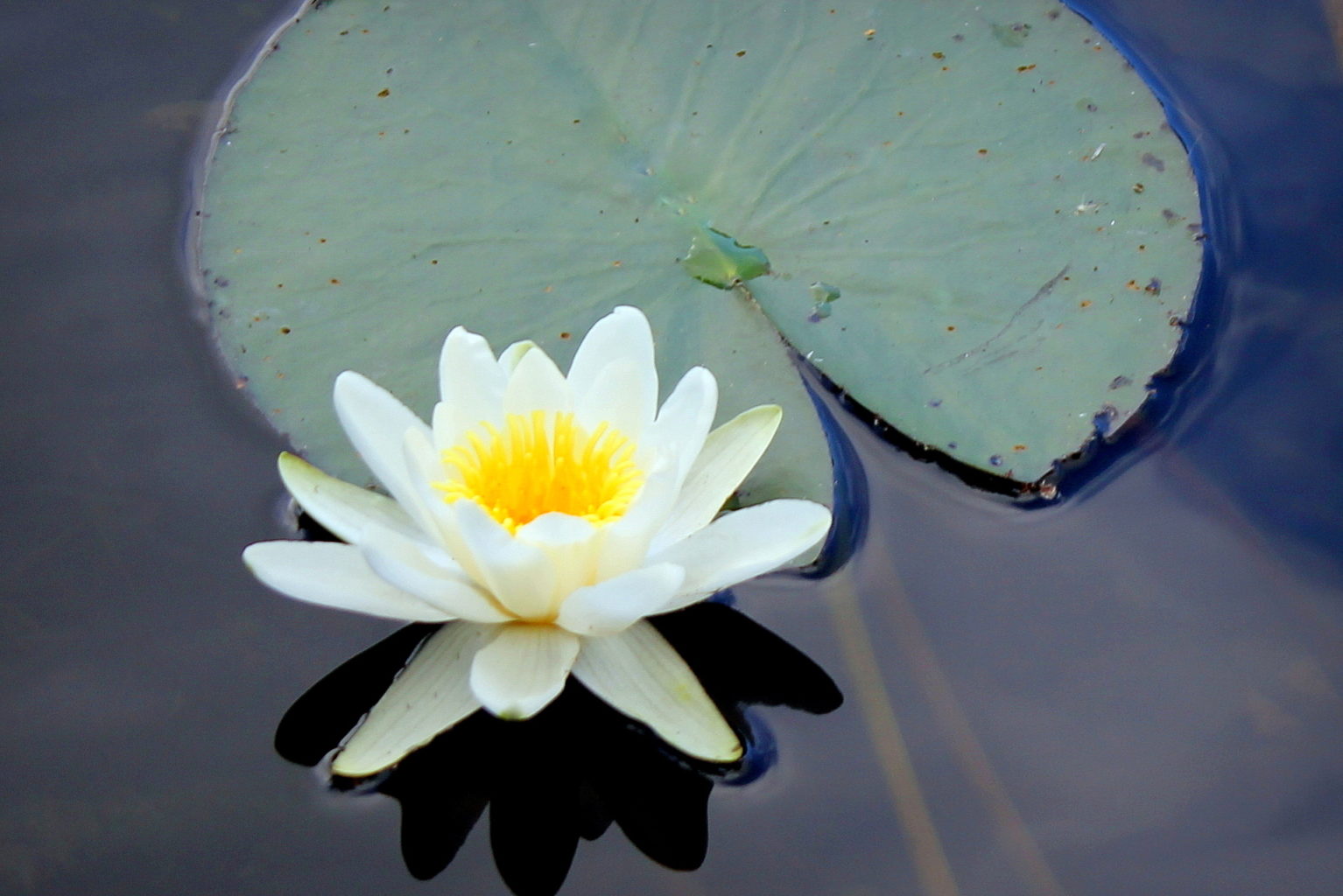 Valokuvaaja: Paula Savelius