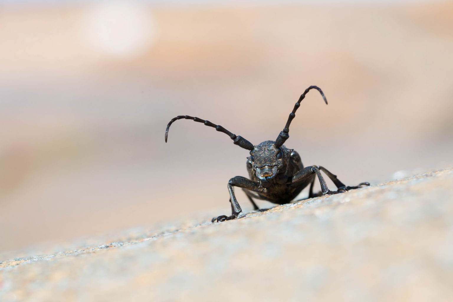 Valokuvaaja: Joonas Toroi