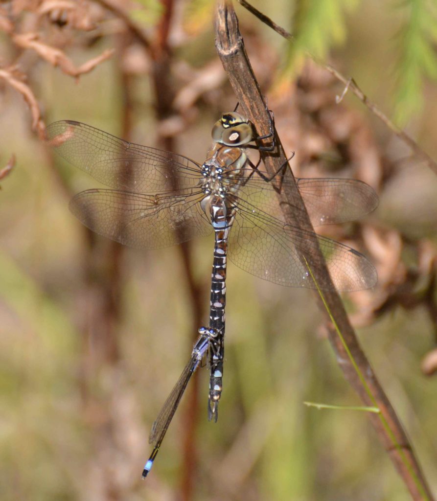 Valokuvaaja: Noora Andersson