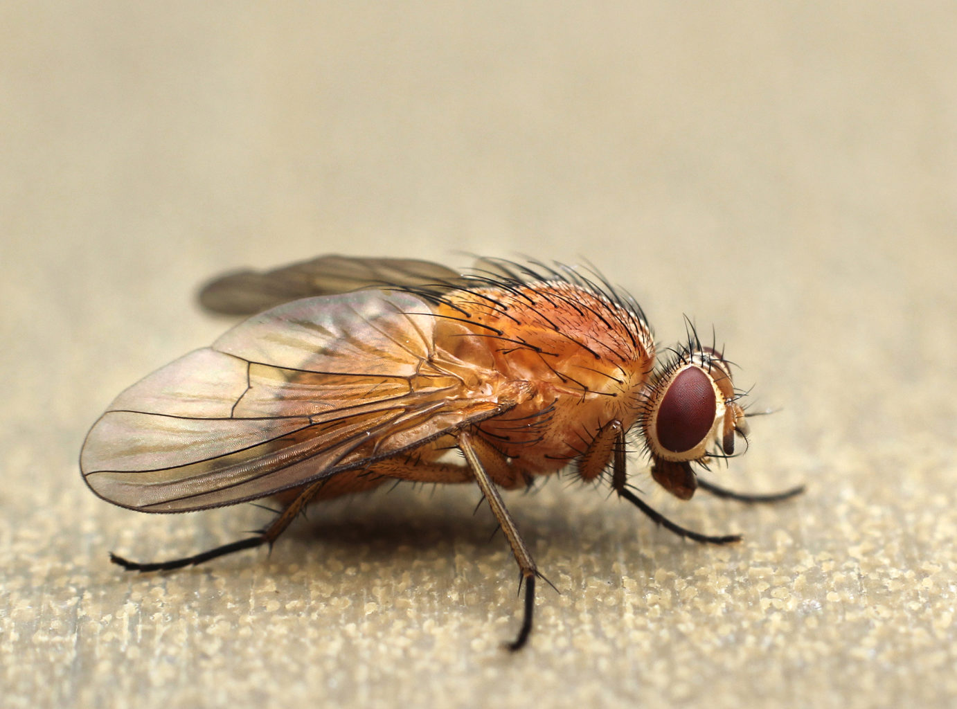 Valokuvaaja: Tarja Porkkala