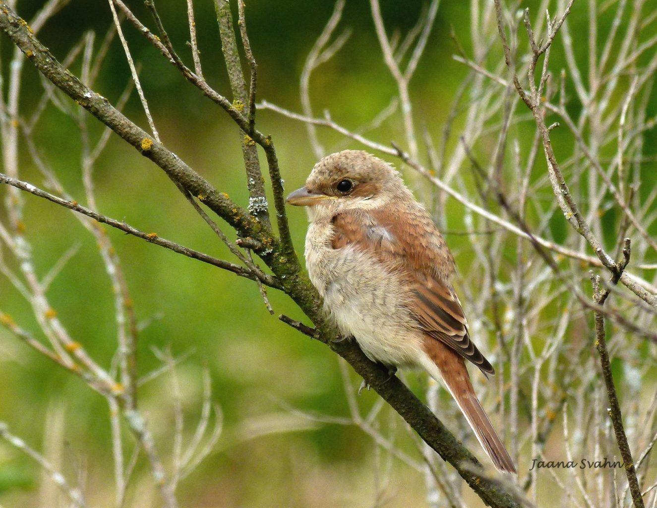 Valokuvaaja: Jaana Svahn Valokuvaaja: Jaana Svahn