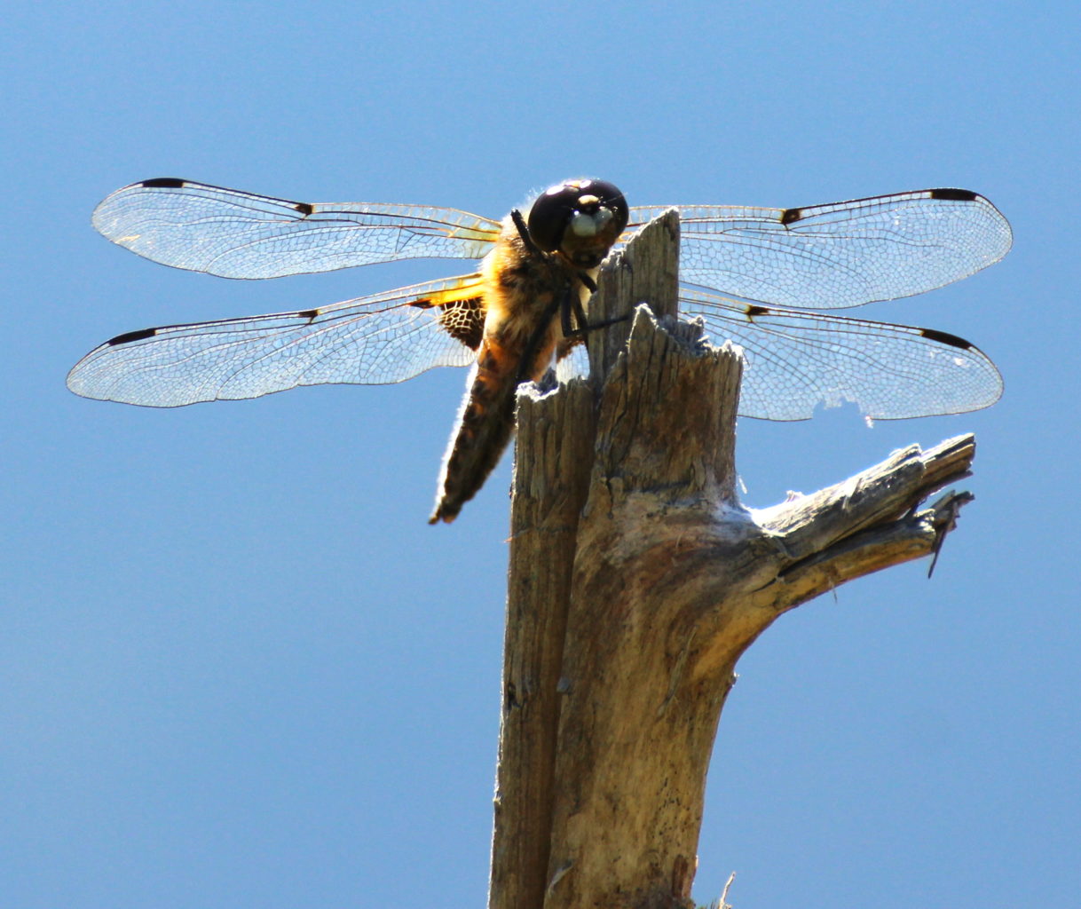 Valokuvaaja: Irja Lehtinen