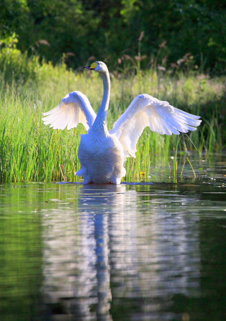 Valokuvaaja: reijo lehtonen