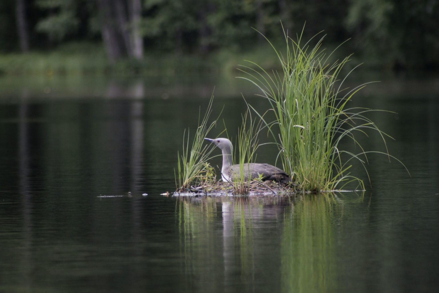 Valokuvaaja: Johanna Kytöharju