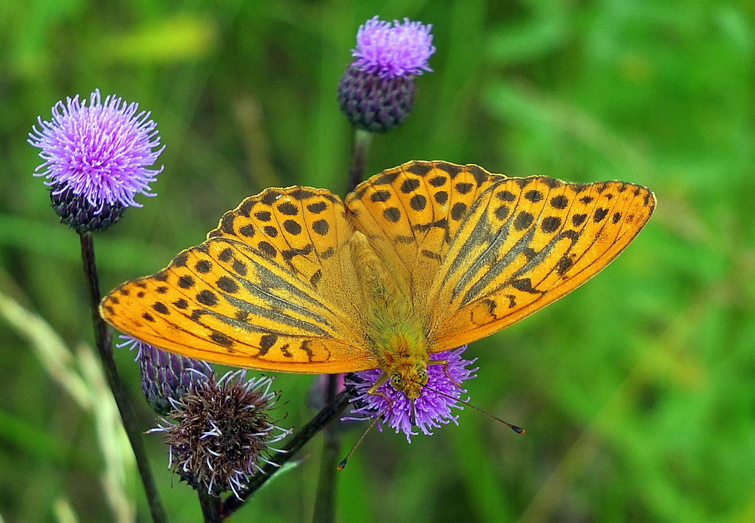 Valokuvaaja: Hannu Rasiranta