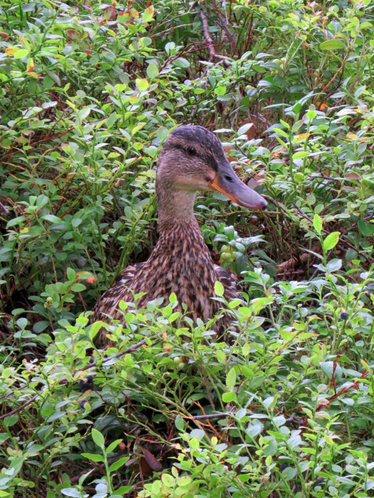 Valokuvaaja: Jaana Talvinen