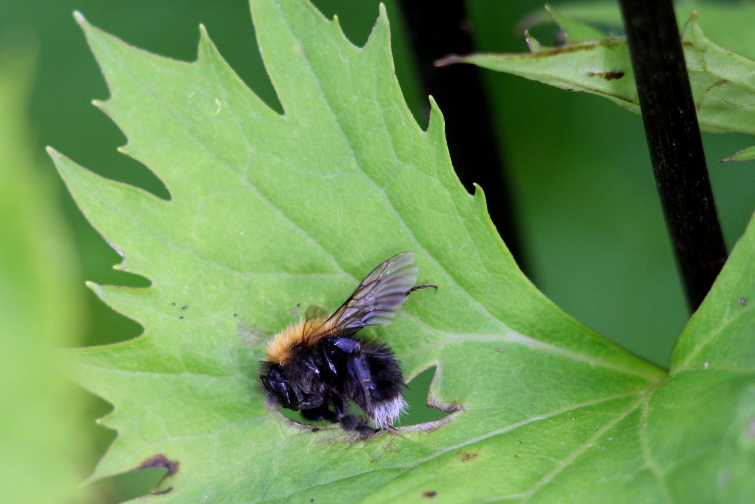 Valokuvaaja: Kalle  Asikainen