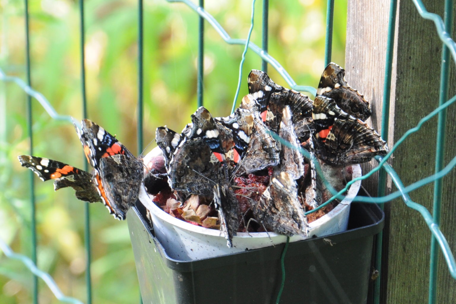 Valokuvaaja: Ella Laakso