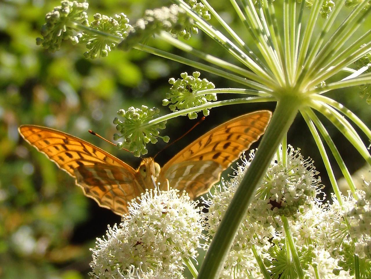 Valokuvaaja: Antti Kaskinen