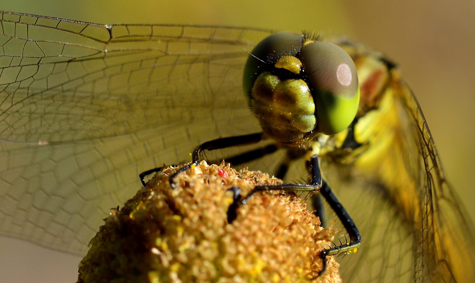 Valokuvaaja: Senja Rämä