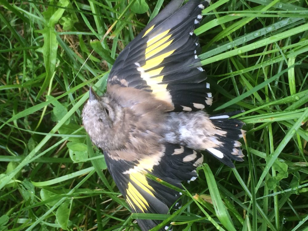 Tikli