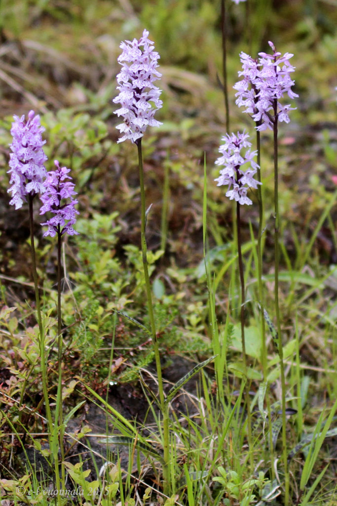 Valokuvaaja: Eeva-Liisa Vuonnala