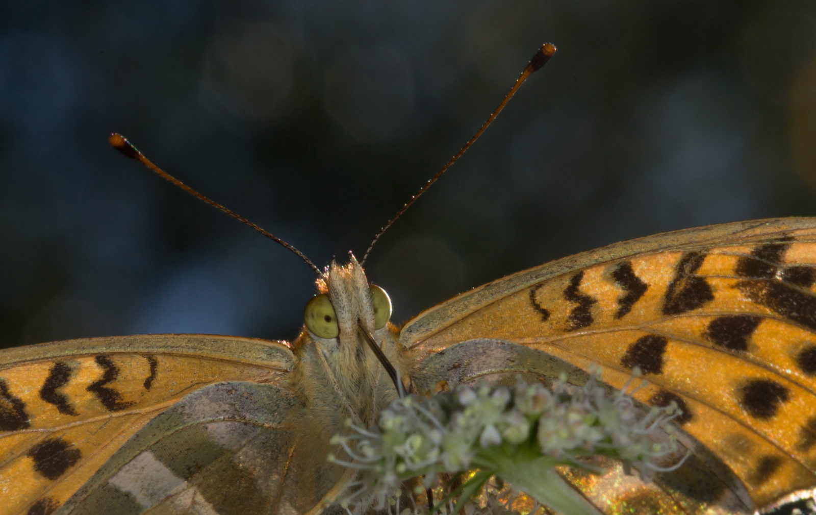 Valokuvaaja: Heikki Mahlamäki