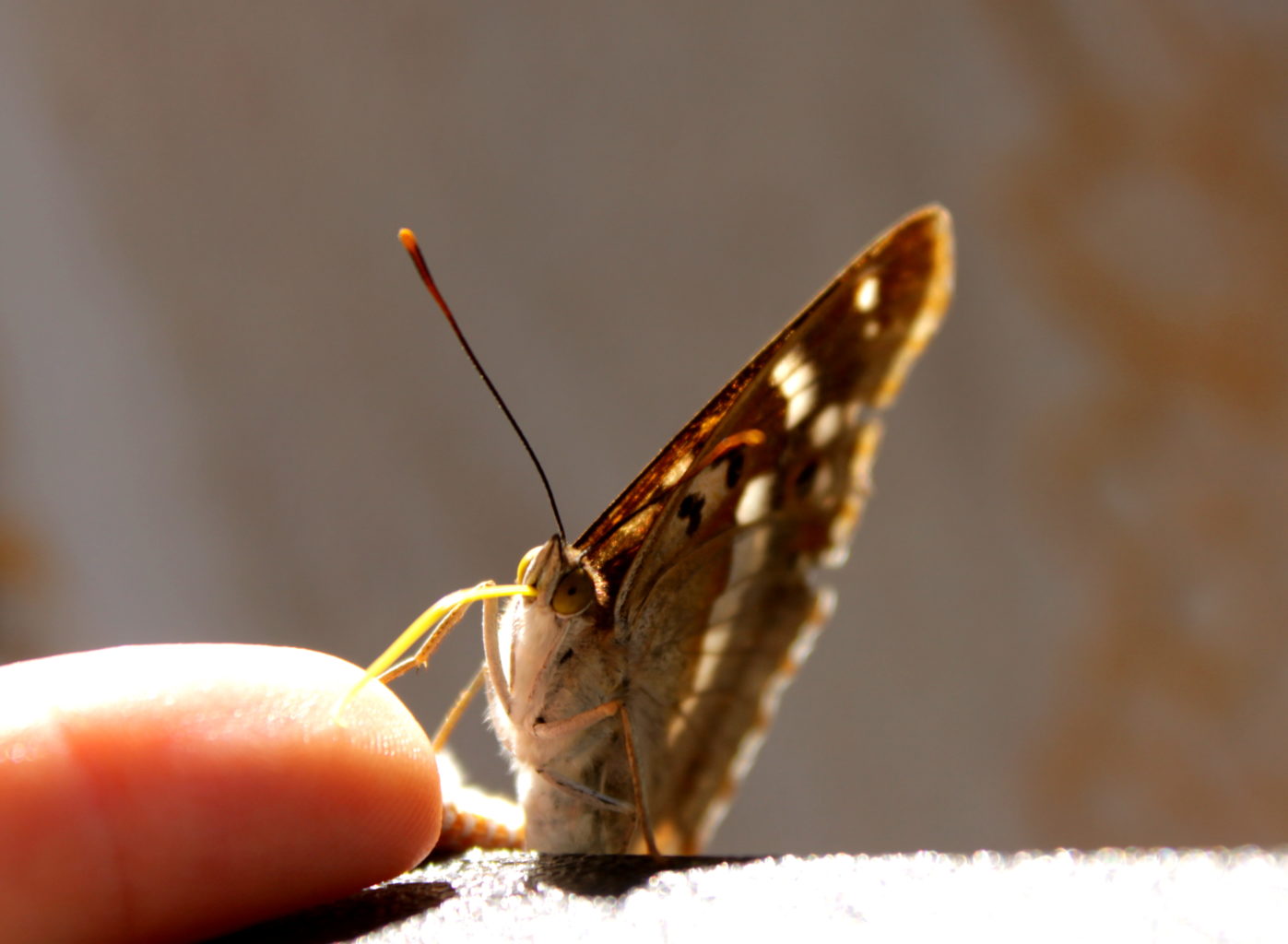 Valokuvaaja: Emmi Ikäheimo