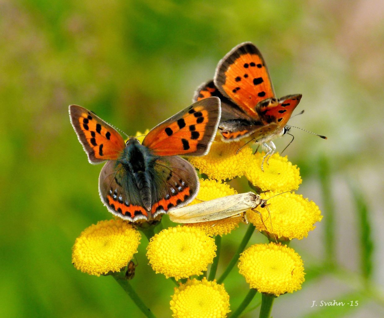 Valokuvaaja: Jaana Svahn