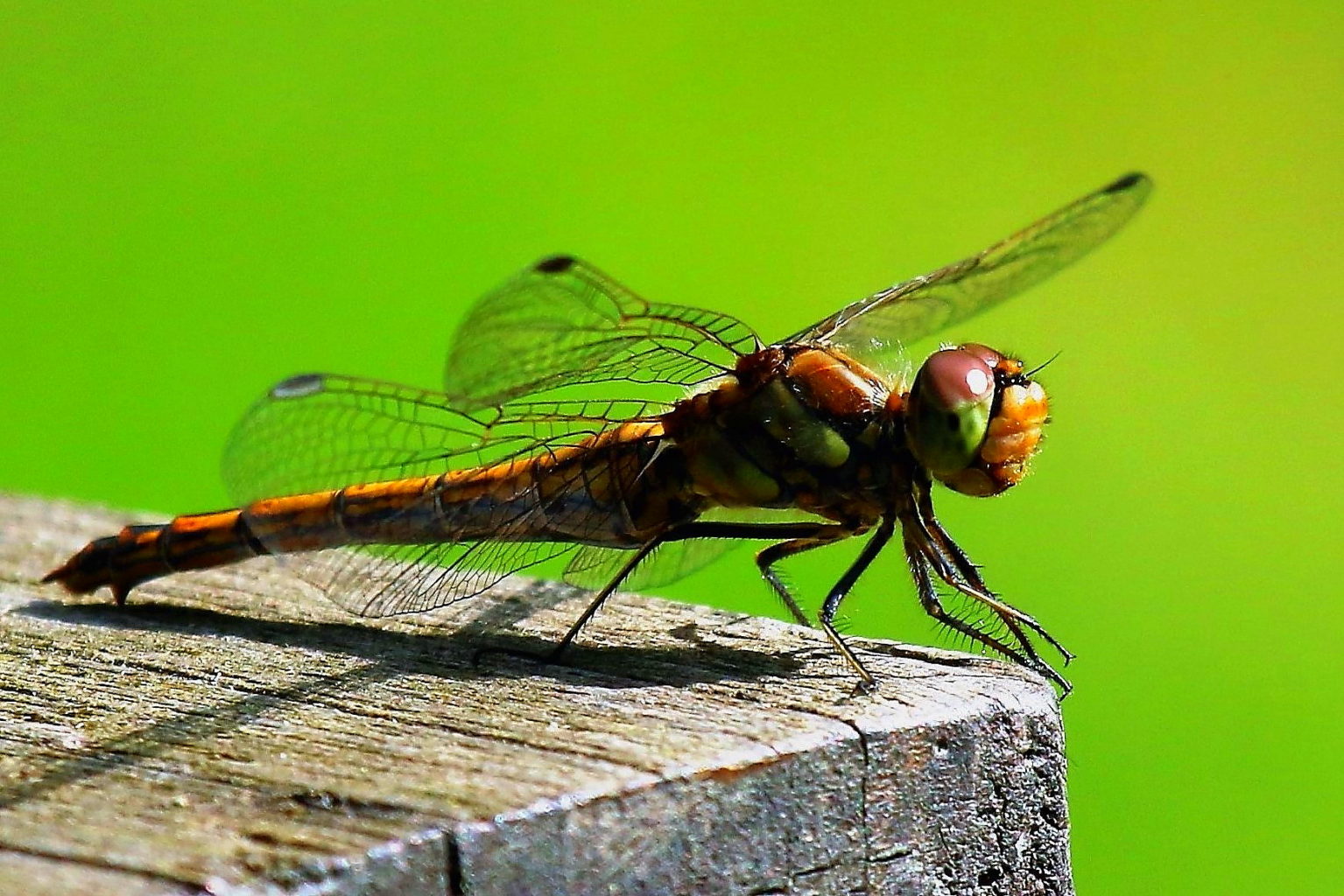 Valokuvaaja: Kauko Simonen