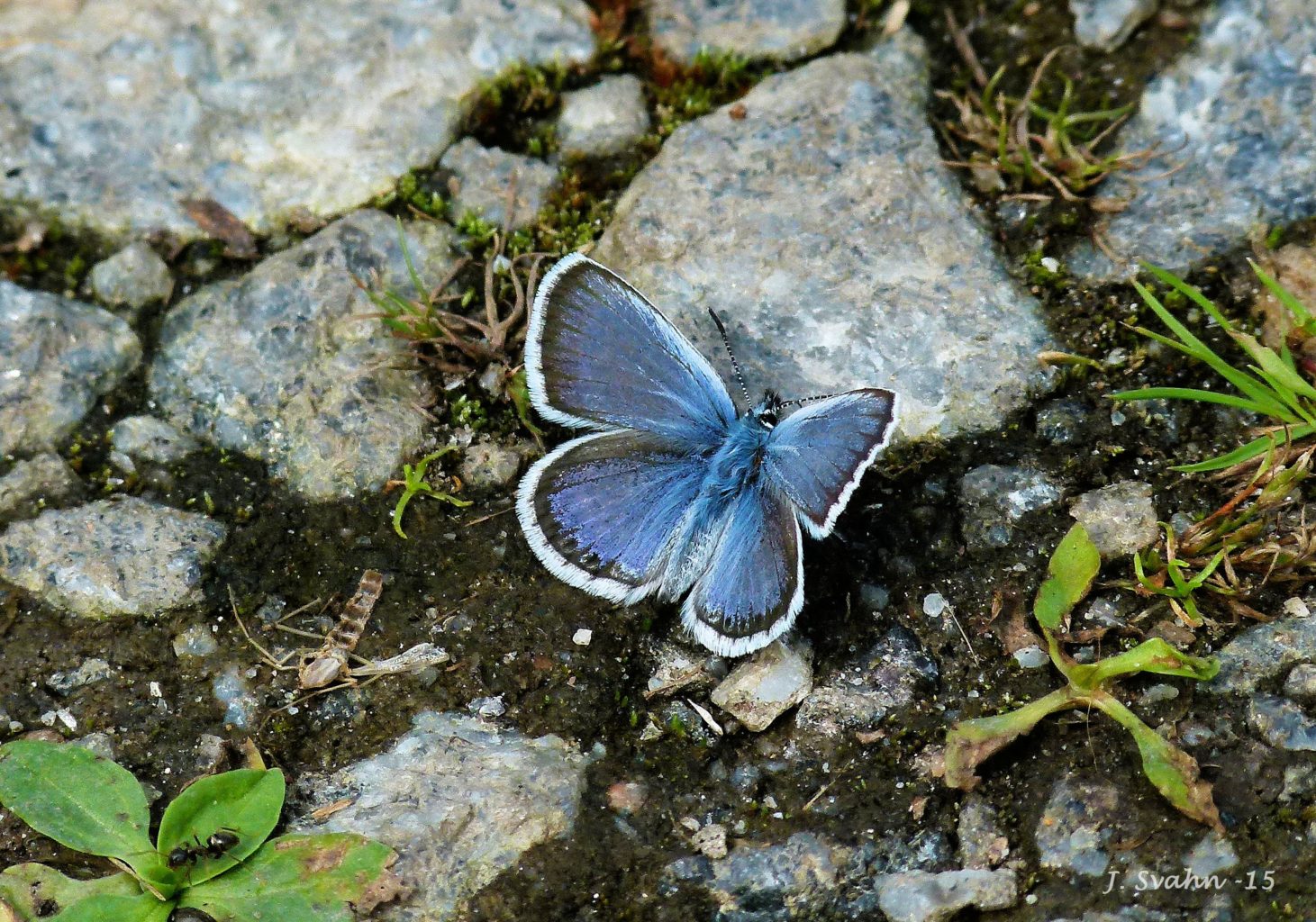 Valokuvaaja: Jaana Svahn