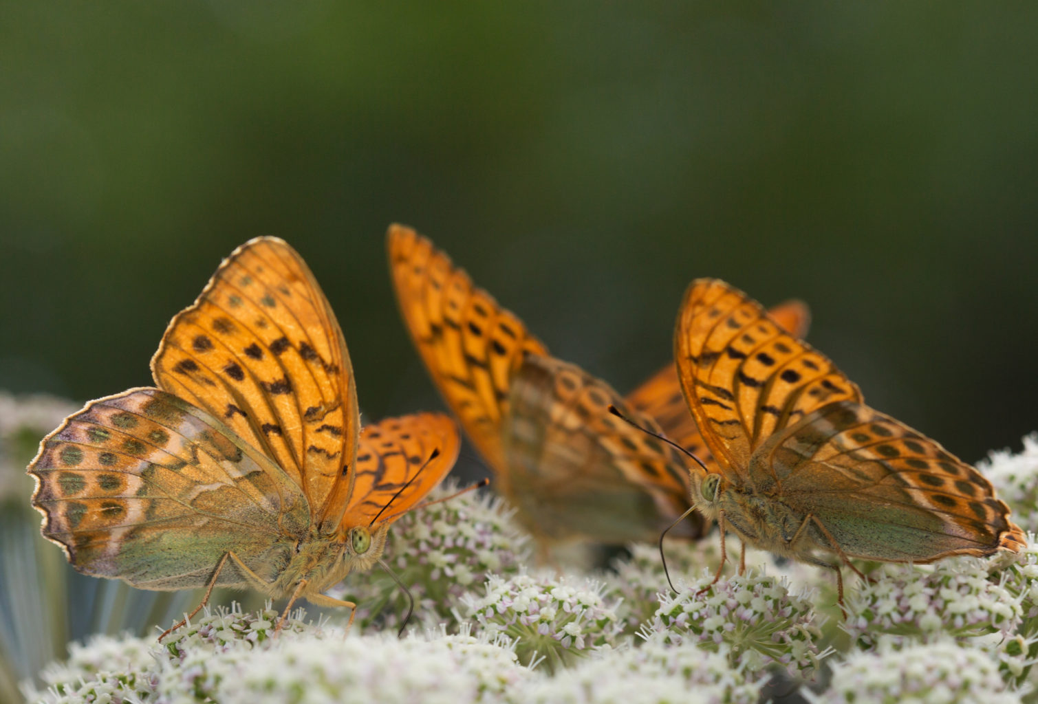 Valokuvaaja: Heikki Mahlamäki