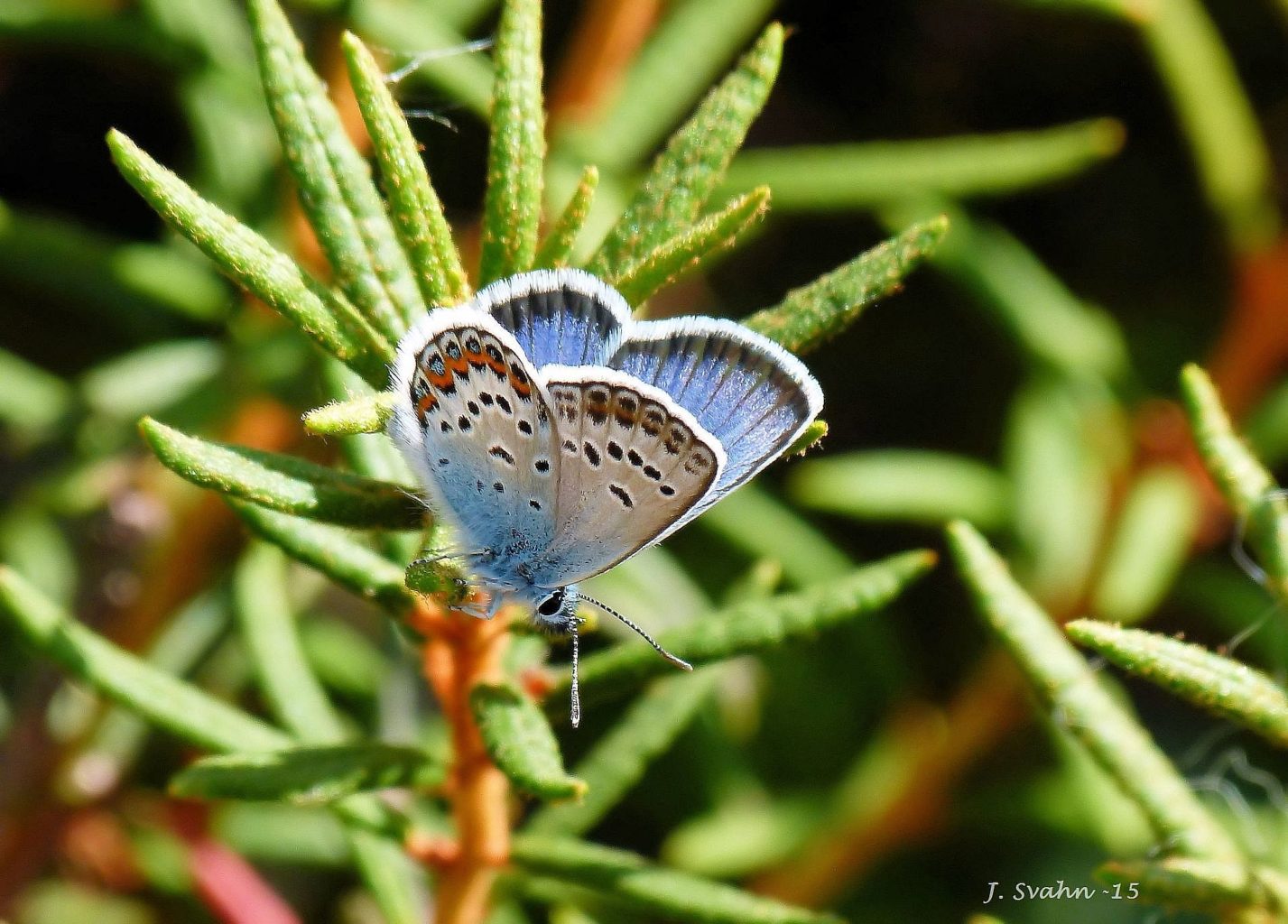 Valokuvaaja: Jaana Svahn