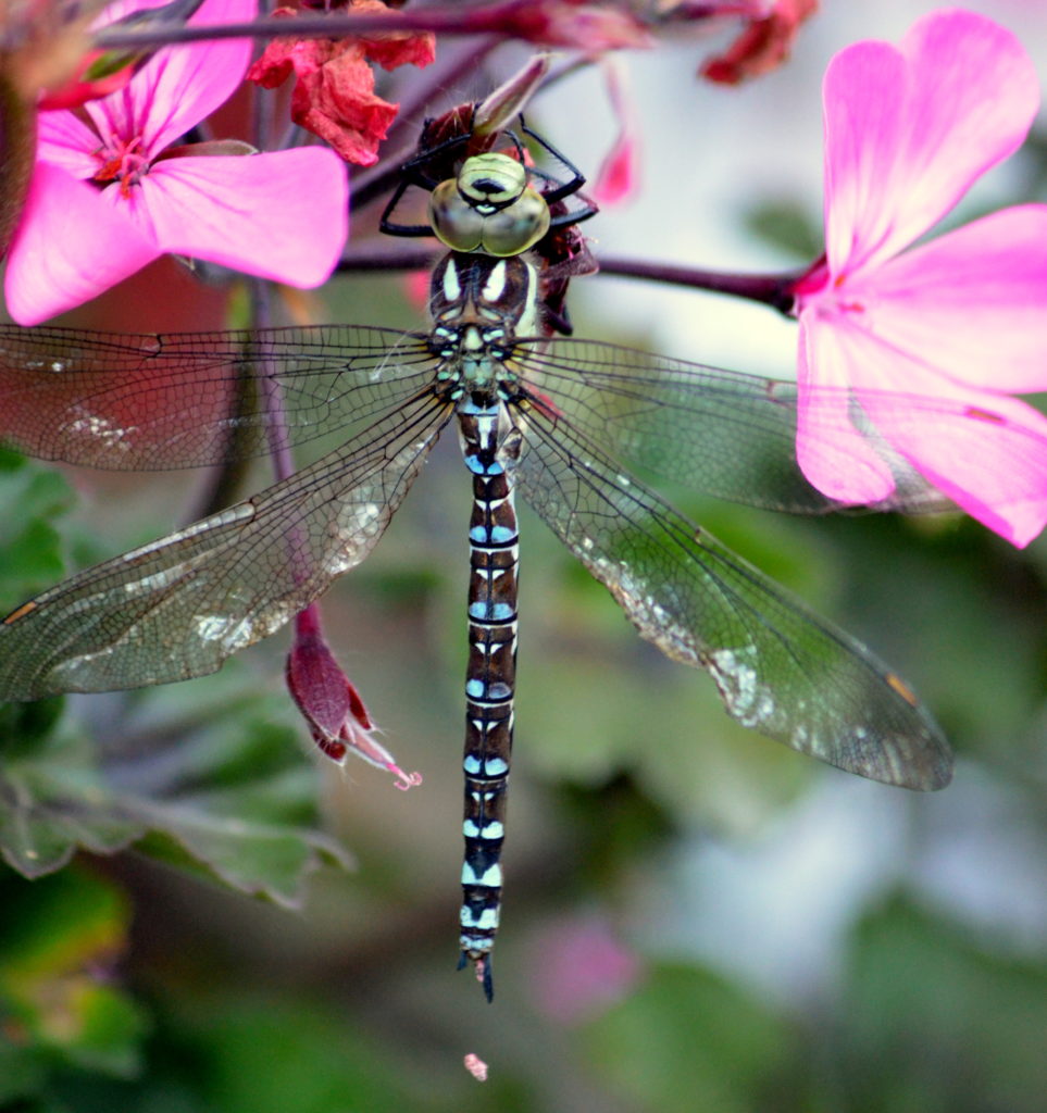 Valokuvaaja: Eija Varjola