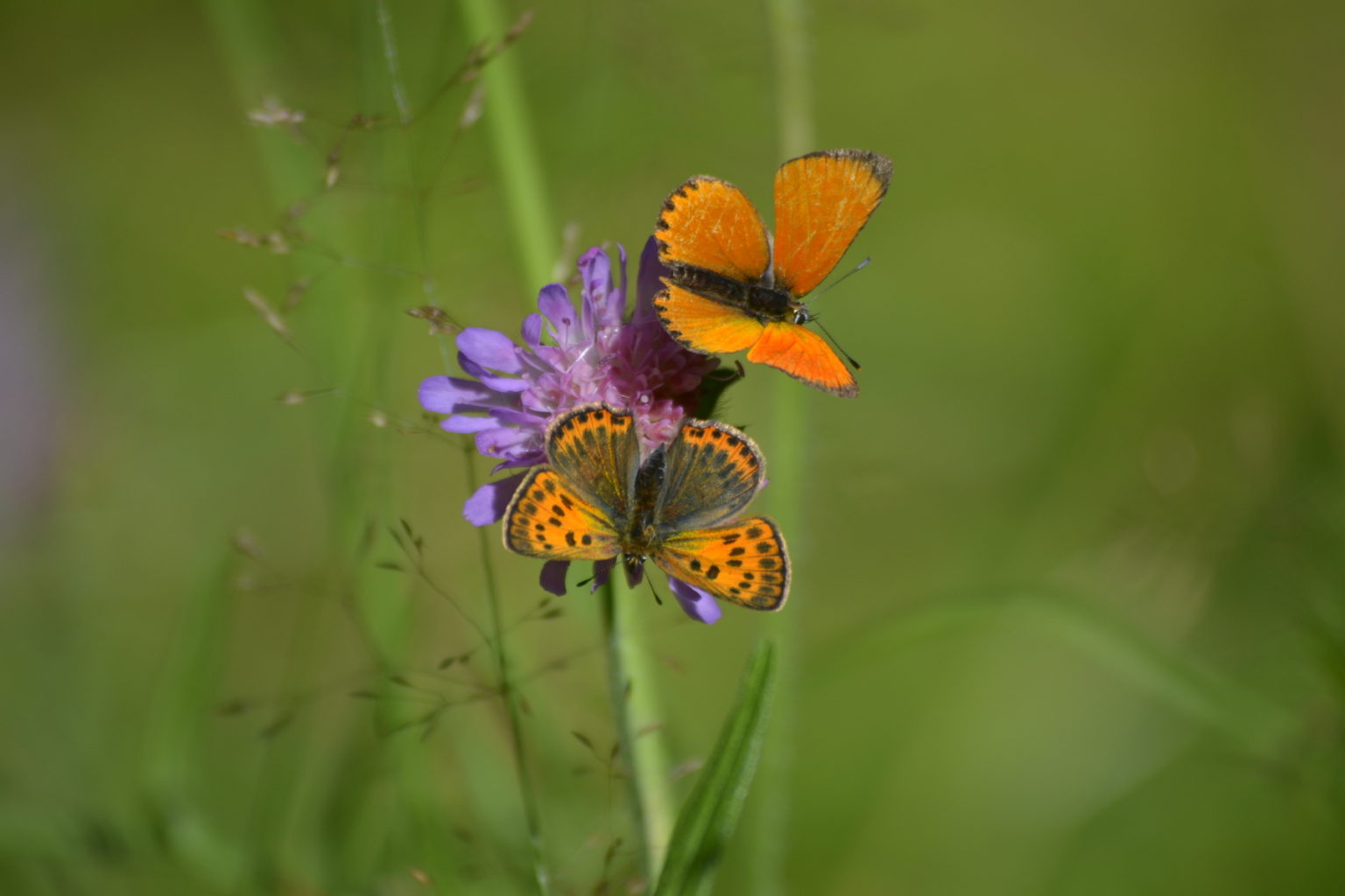 Valokuvaaja: Päivi Aikioniemi Valokuvaaja: Päivi Aikioniemi