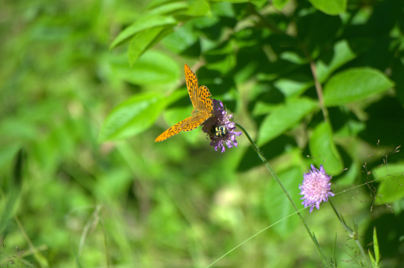 Valokuvaaja: Päivi Aikioniemi Valokuvaaja: Päivi Aikioniemi