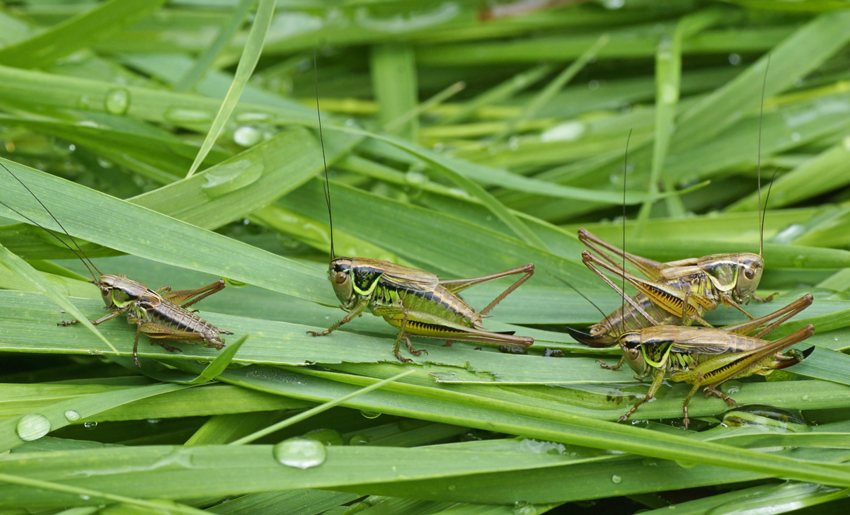 Valokuvaaja: Juhani Harkas