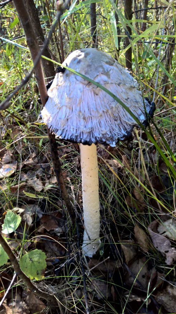 Valokuvaaja: yrjo lukkari