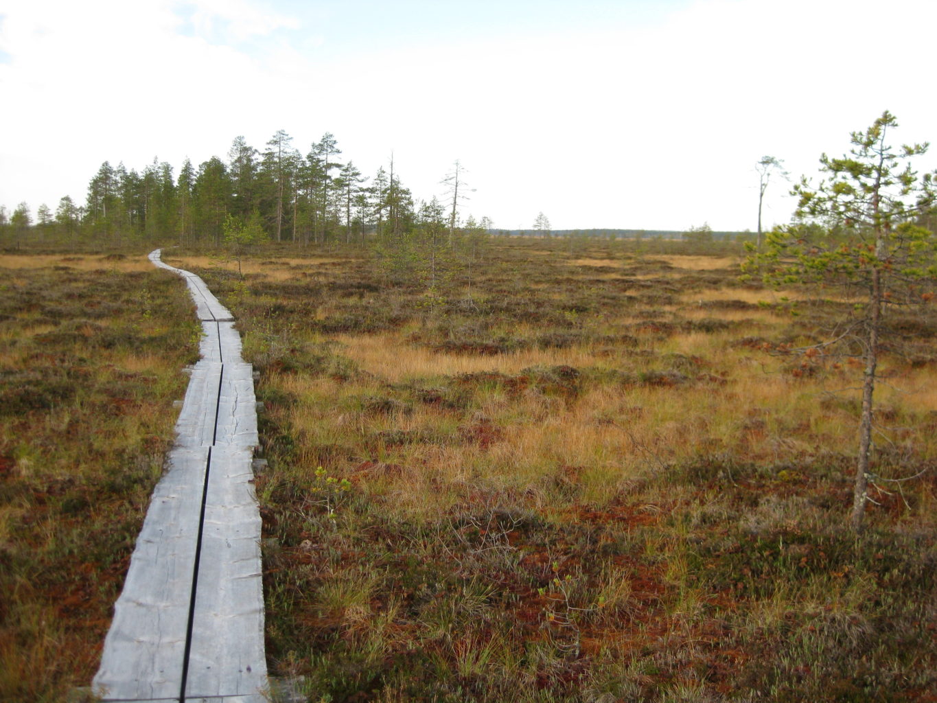 Valokuvaaja: yrjo lukkari