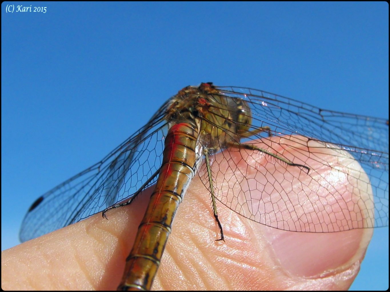 Valokuvaaja: Kari Saarinen