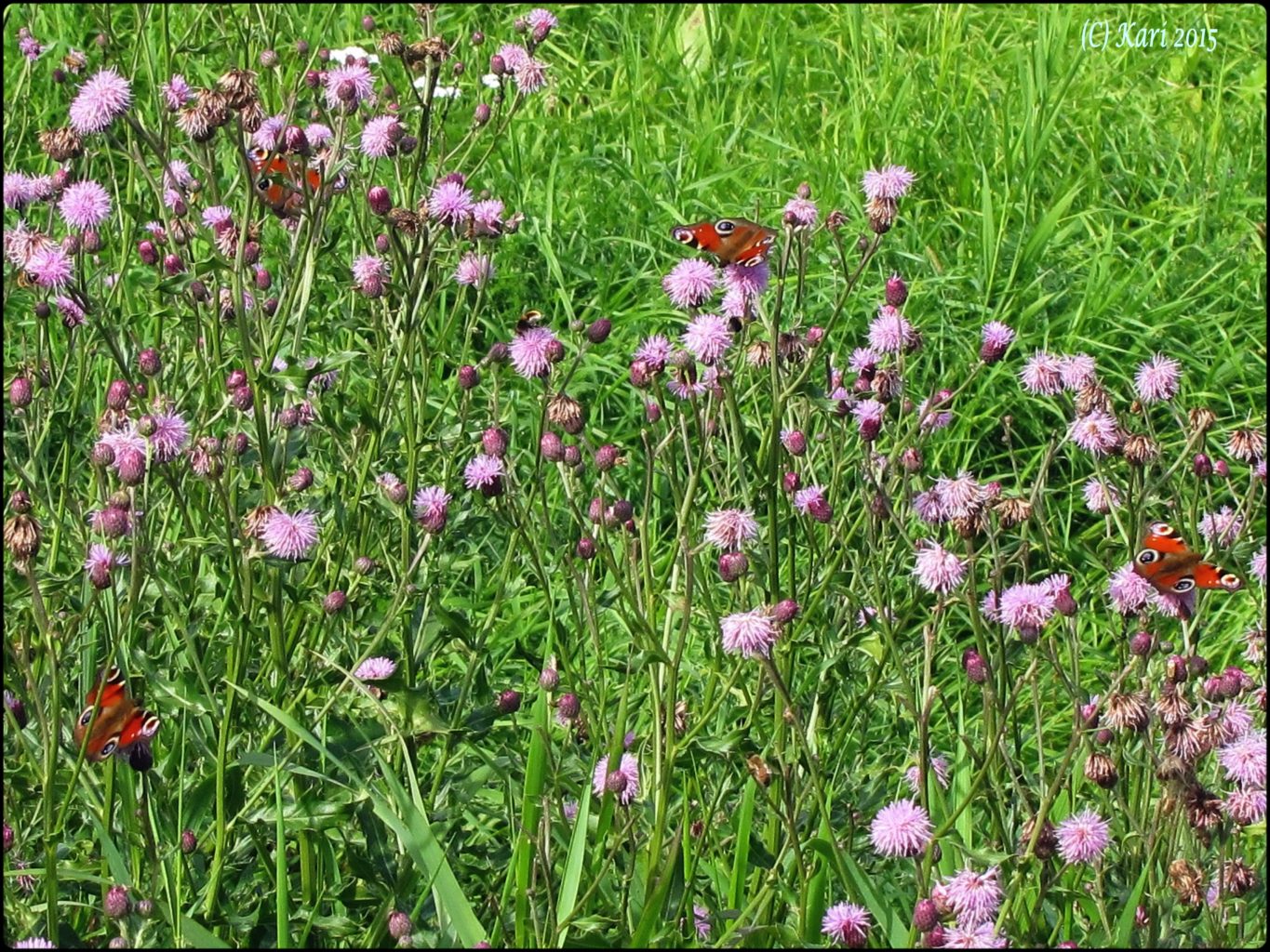 Valokuvaaja: Kari Saarinen Valokuvaaja: Kari Saarinen