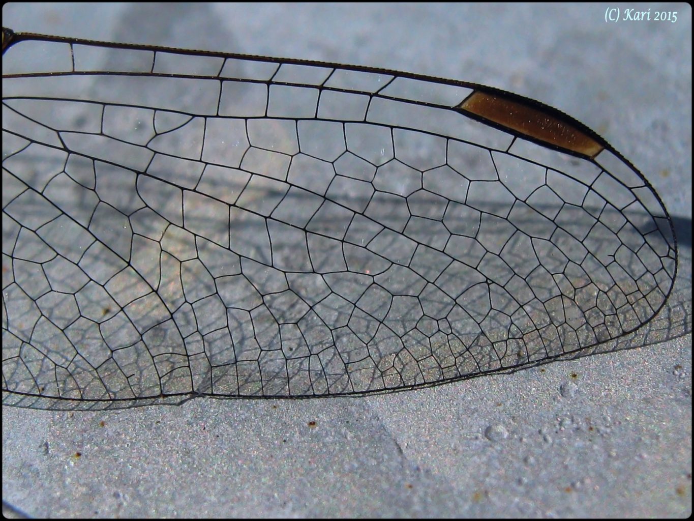 Valokuvaaja: Kari Saarinen