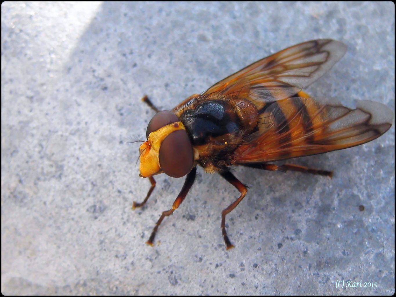 Valokuvaaja: Kari Saarinen