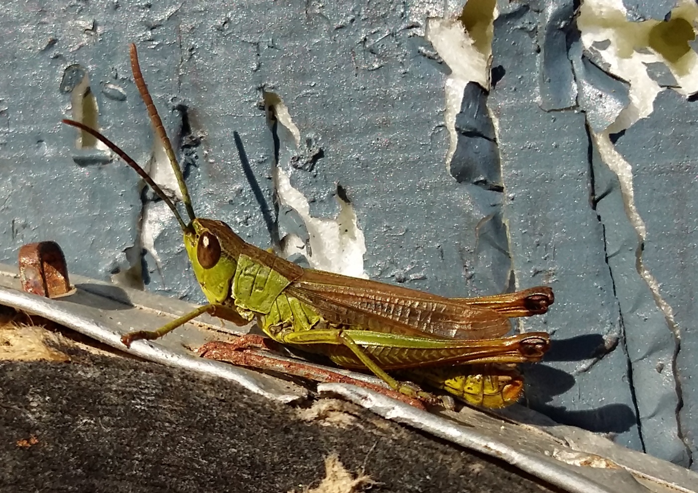 Valokuvaaja: Seppo Asp