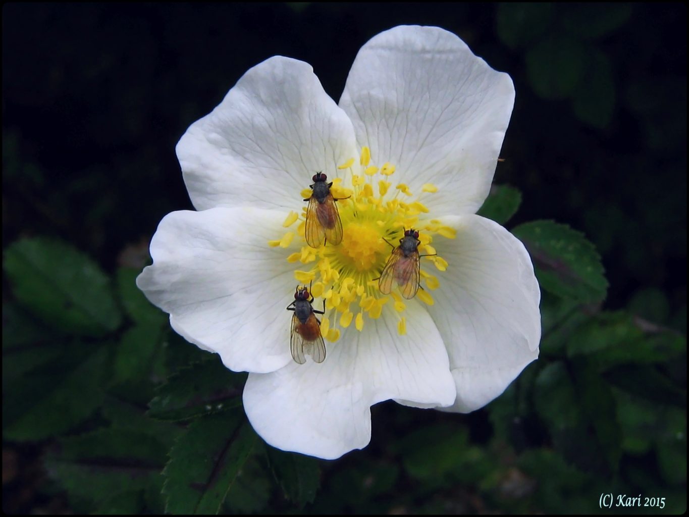Valokuvaaja: Kari Saarinen