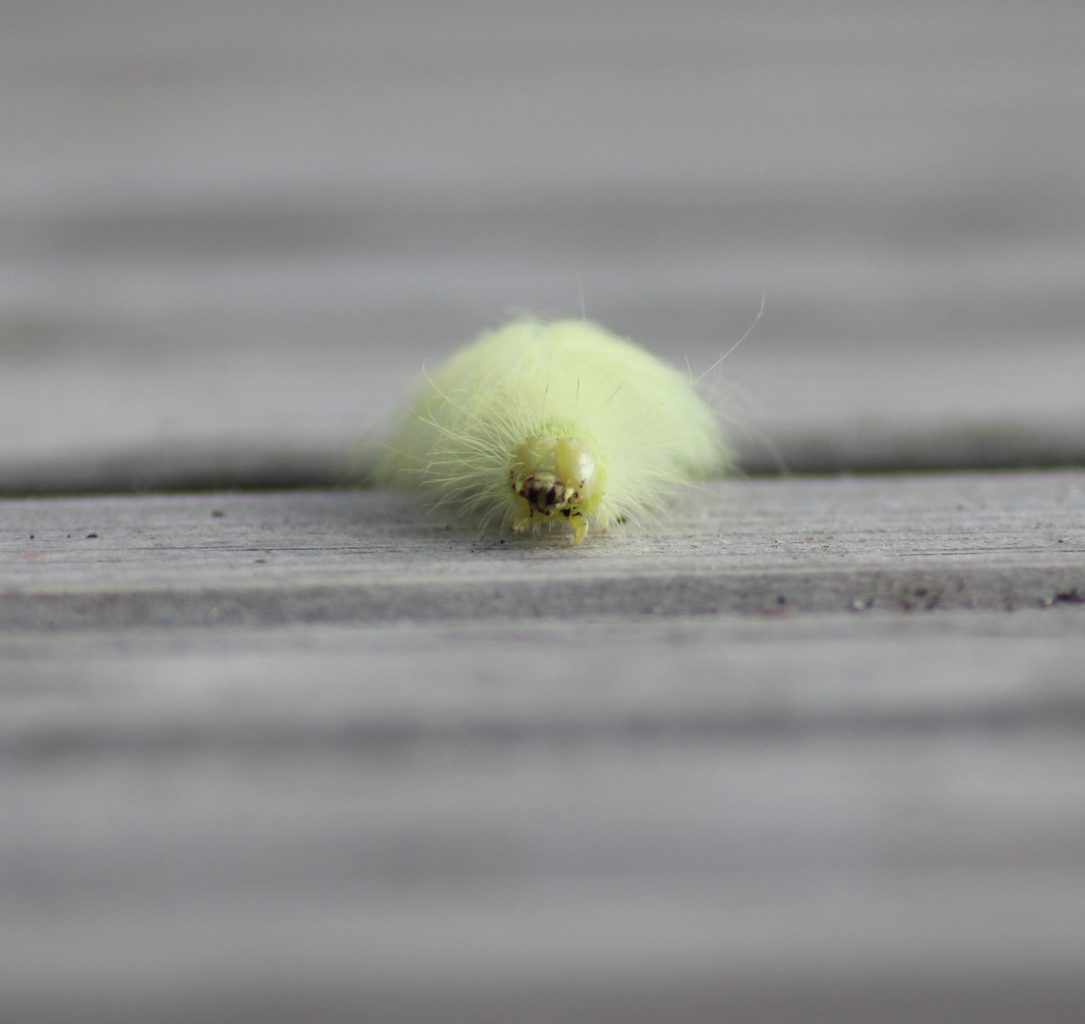 Valokuvaaja: Leena Hynninen