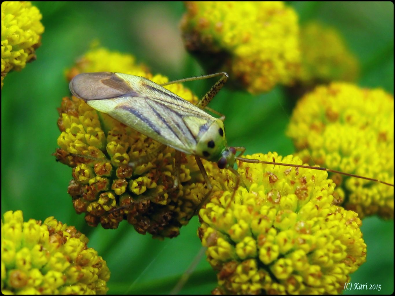 Valokuvaaja: Kari Saarinen