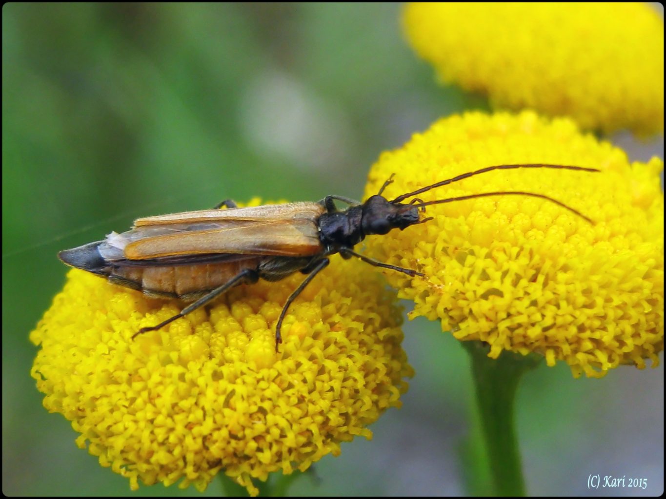 Valokuvaaja: Kari Saarinen