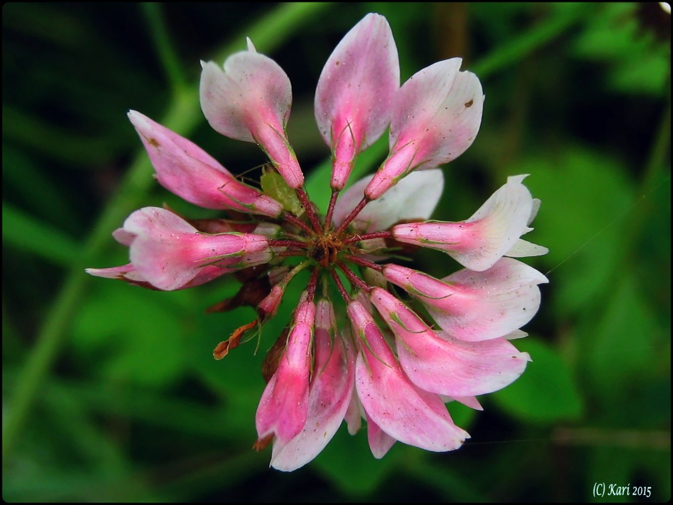 Valokuvaaja: Kari Saarinen