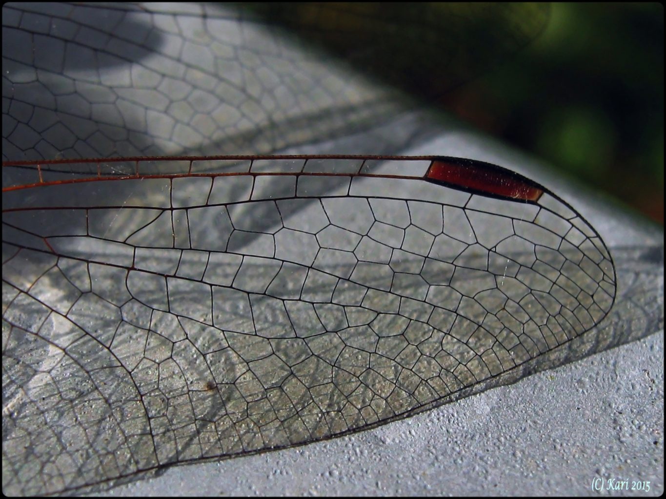 Valokuvaaja: Kari Saarinen