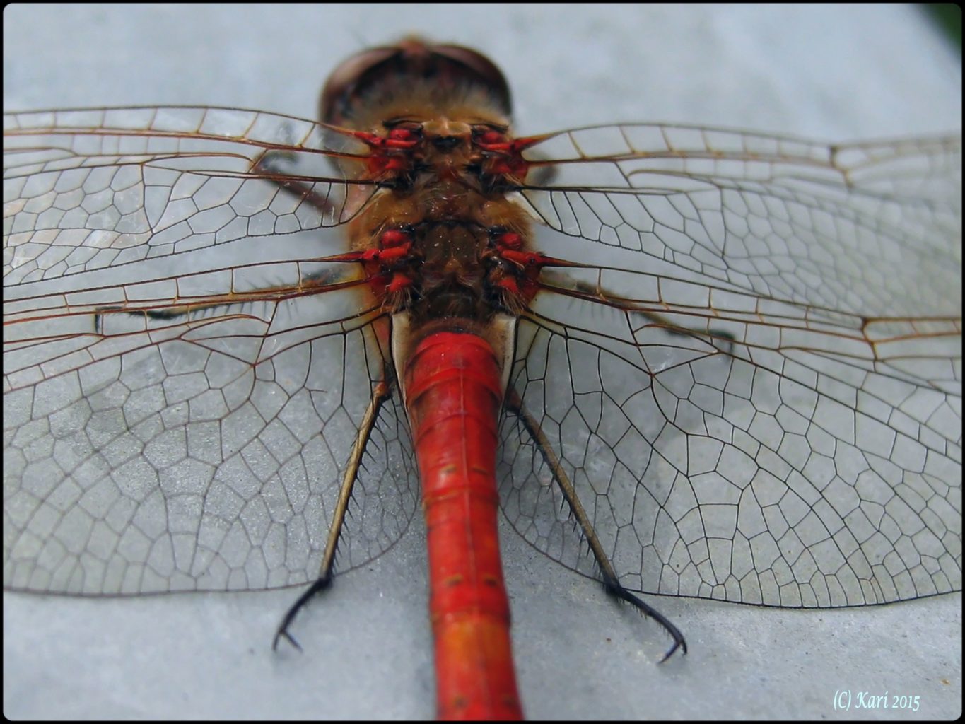 Valokuvaaja: Kari Saarinen