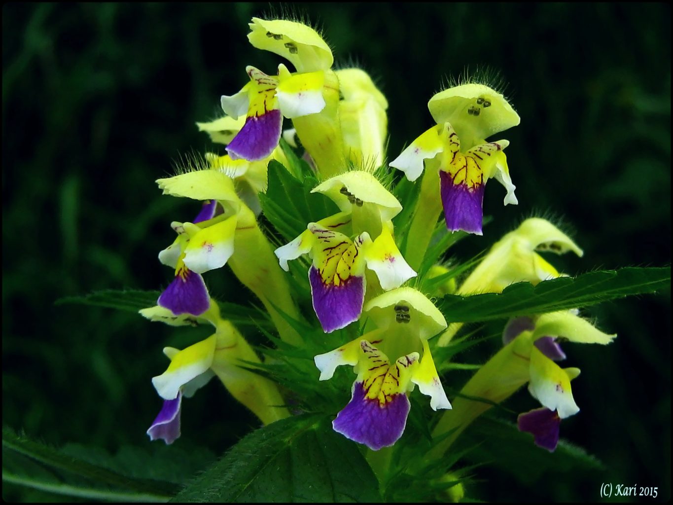 Valokuvaaja: Kari Saarinen